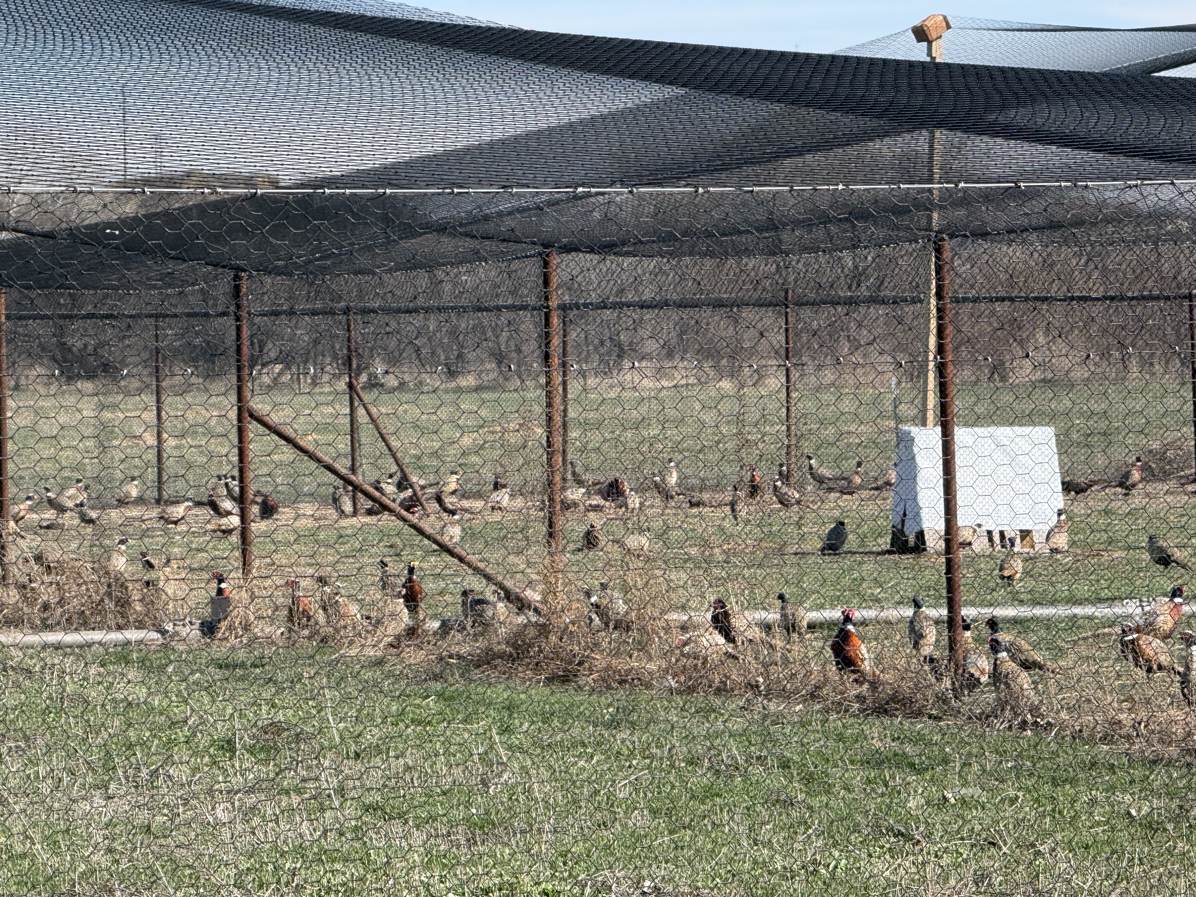 Pheasants in a large fenced area 