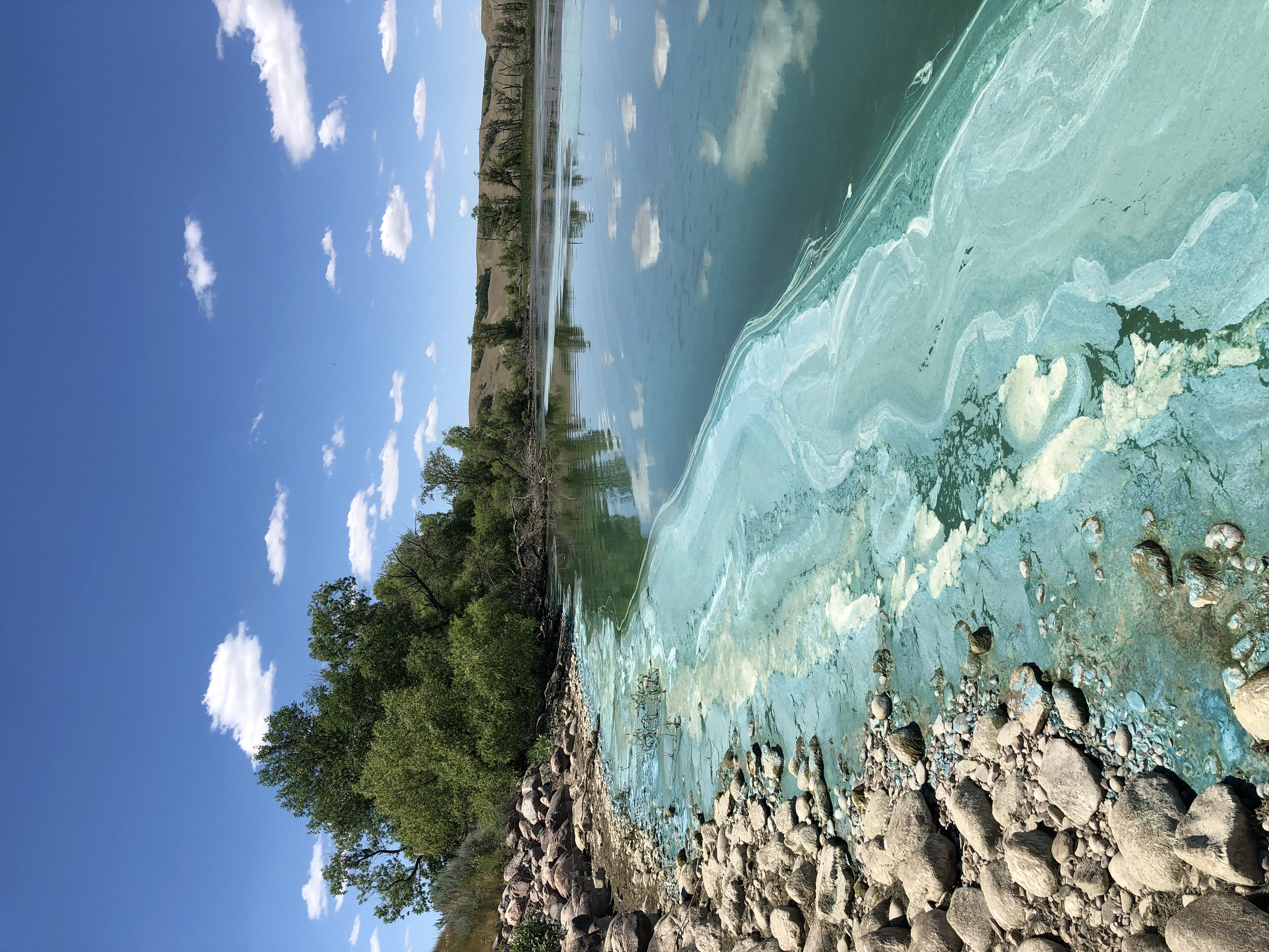 Along the water's edge a HAB looks like light blue spilled paint