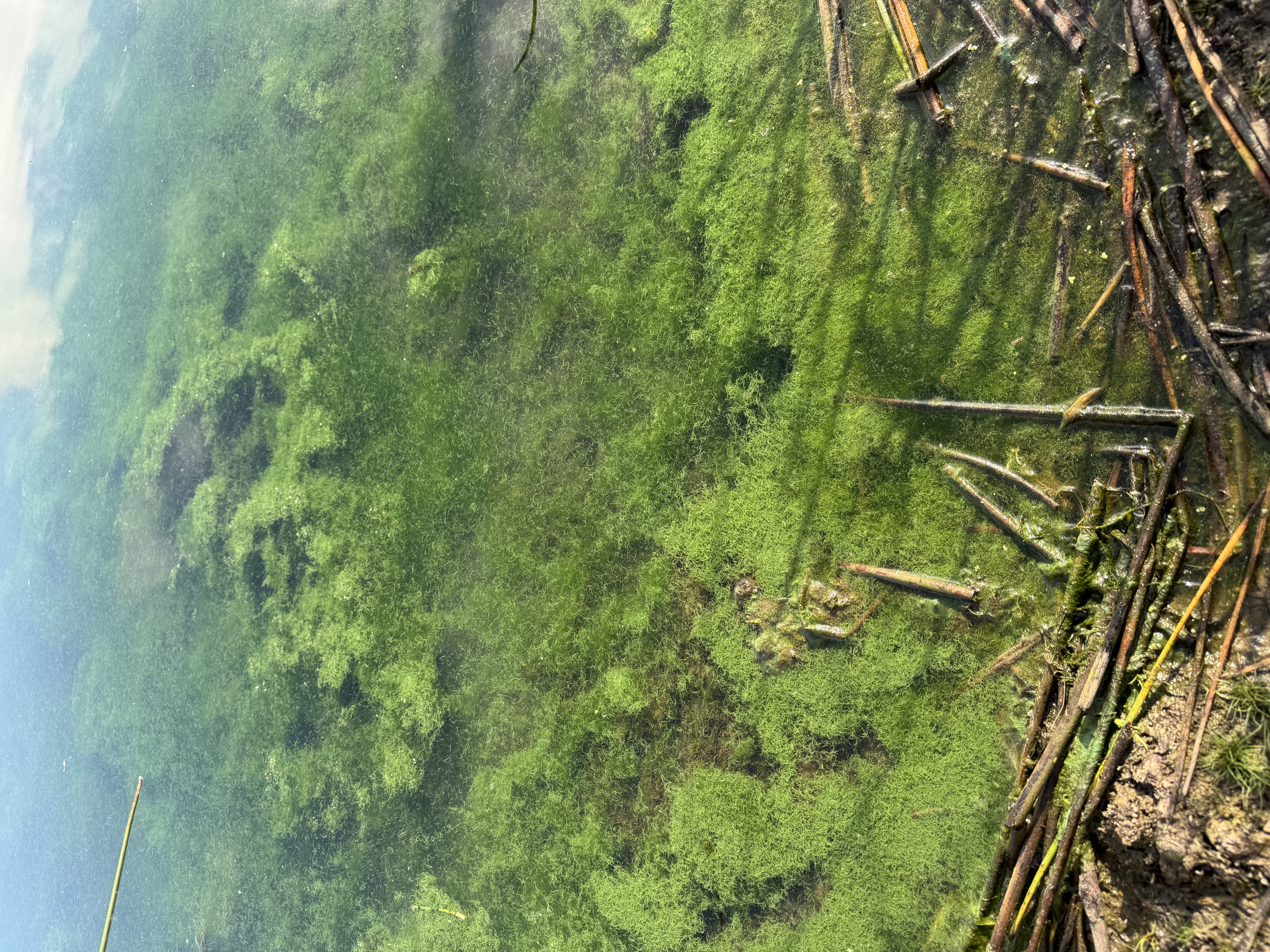 A close-up of water shows a bright green substance resembling short grass clippings