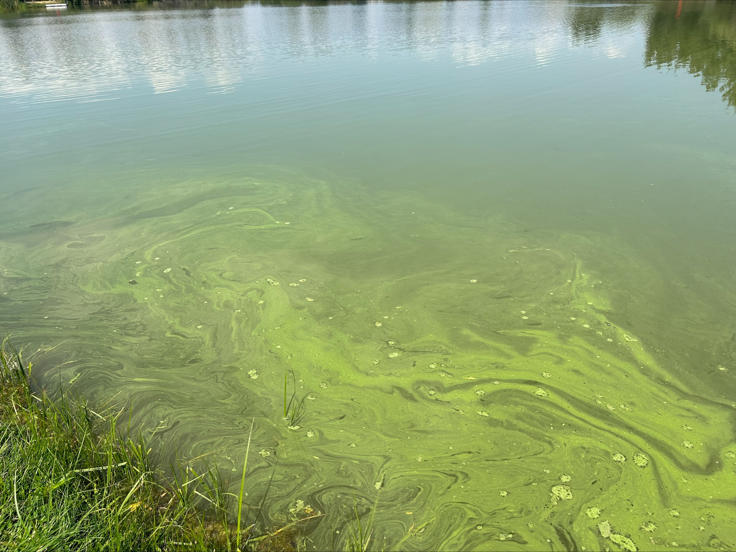 A mixture of green coloring atop the water looks like pea soup