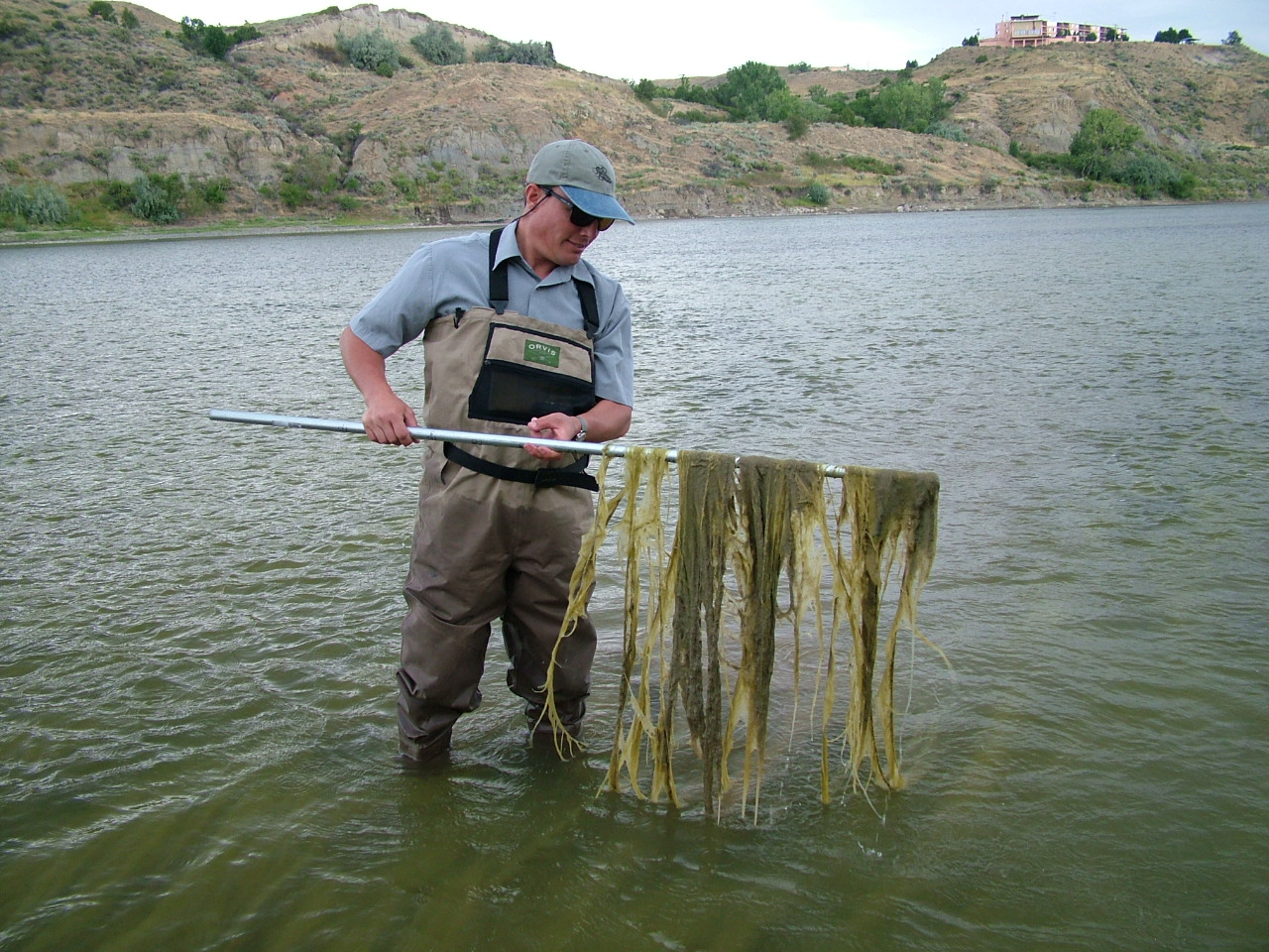 A man in waders stands in the middle of a wide river holding a metal rod with stringy green algae hanging from it