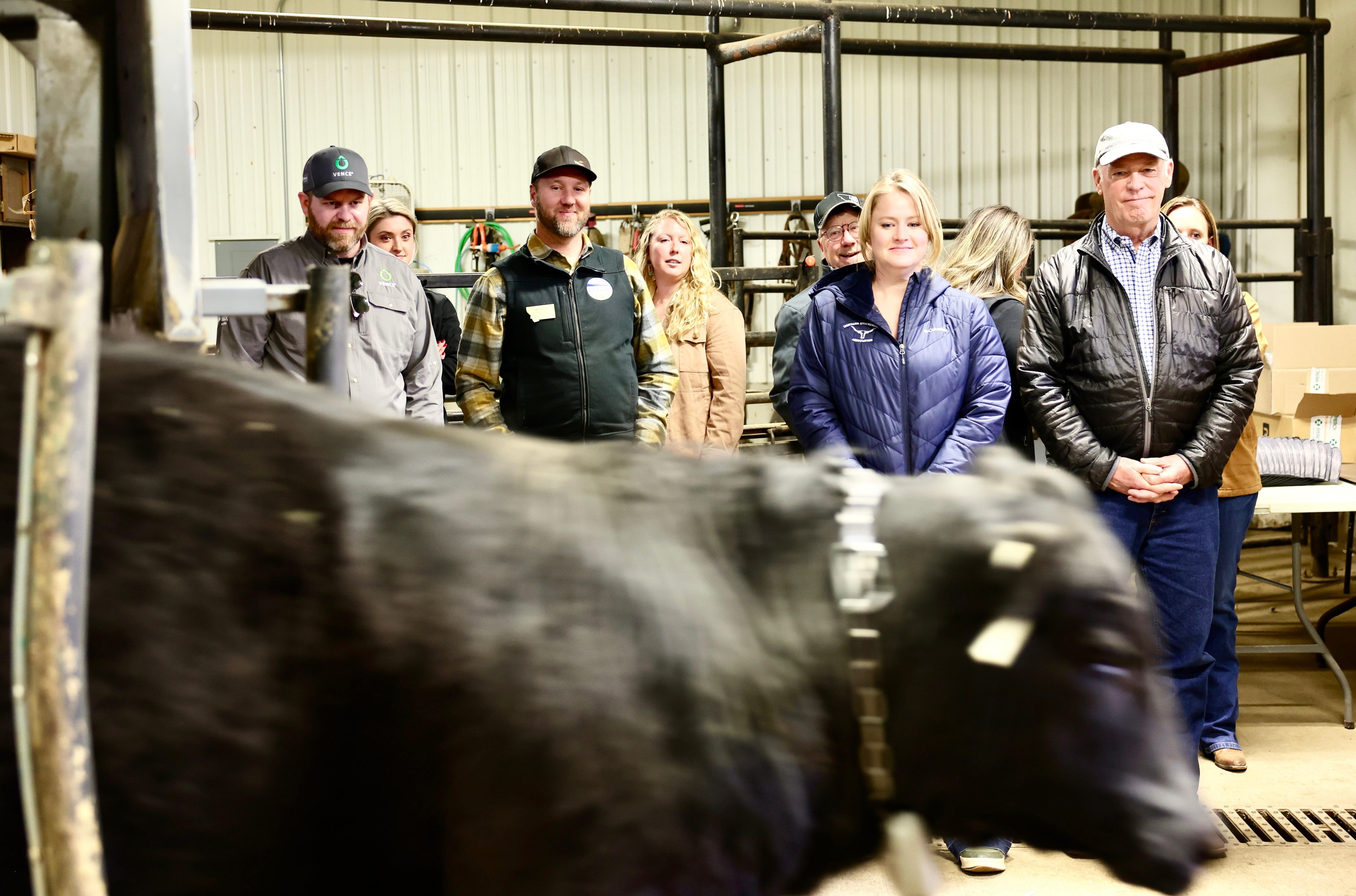 Gov. Gianforte visiting the Felton Angus Ranch in Deer Lodge to view the collaring of cattle for virtual fencing technology